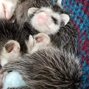 Meet your Posher, Tyler